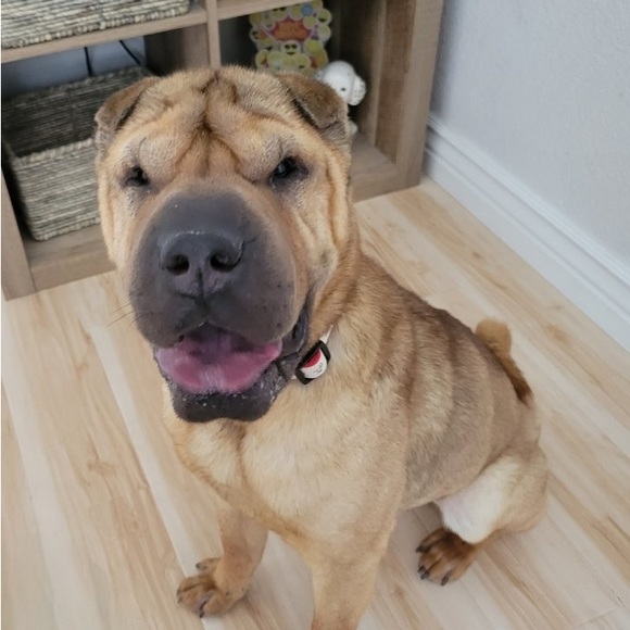 Meet your Posher, xoxo klowe - Picture 10 of 12